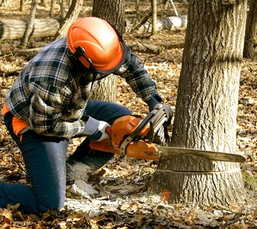 Tree Removal in Creola, OH